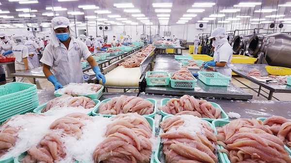 Xuất khẩu cá tra có cơ hội tăng trưởng mạnh