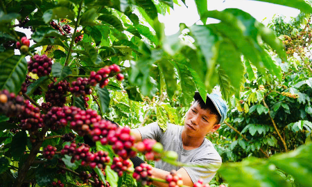Xuất khẩu nông sản: Ấn tượng mặt hàng cà phê