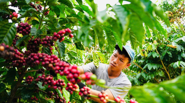 Xuất khẩu nông sản: Ấn tượng mặt hàng cà phê