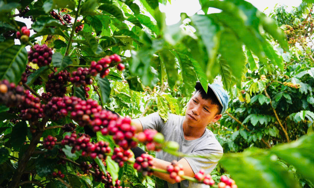 Xuất khẩu cà phê đã lập kỷ lục 6 tỷ USD.