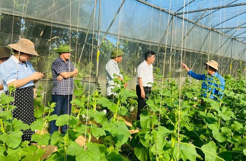 Diện tích sản xuất dưa Kim Hoàng hậu trong nhà lưới của Trang trại nông nghiệp Thảo Hiền.