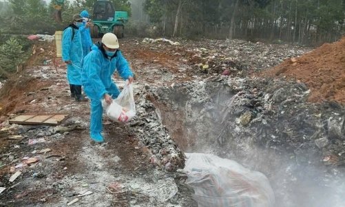 Dịch tả lợn châu Phi lan rộng tại Thanh Hóa, hơn 18.000 con lợn bị tiêu hủy