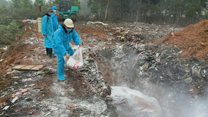 Dịch tả lợn châu Phi gây thiệt hại nặng nề cho ngành chăn nuôi địa phương