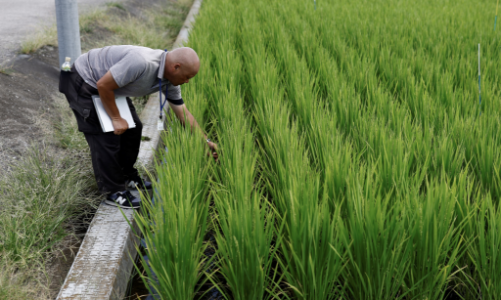Nắng nóng kỷ lục đe dọa sản lượng lúa gạo của Nhật Bản