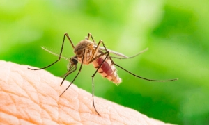 Nguy cơ  bệnh Chikungunya xâm nhập, Bộ Y tế khuyến cáo biện pháp phòng chống