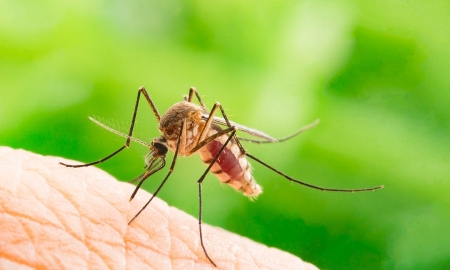 Nguy cơ bệnh Chikungunya xâm nhập, Bộ Y tế khuyến cáo biện pháp phòng chống