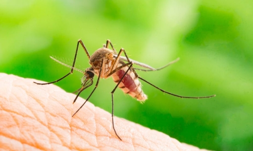 Nguy cơ  bệnh Chikungunya xâm nhập, Bộ Y tế khuyến cáo biện pháp phòng chống