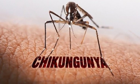 TP.HCM: Chưa ghi nhận ca bệnh Chikungunya nhưng cần giám sát chặt