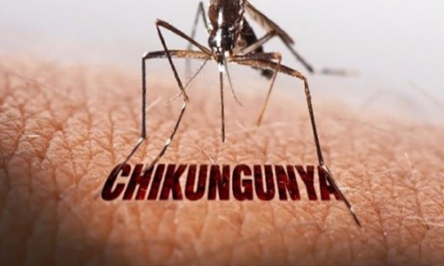 TP.HCM: Chưa ghi nhận ca bệnh Chikungunya nhưng cần giám sát chặt 