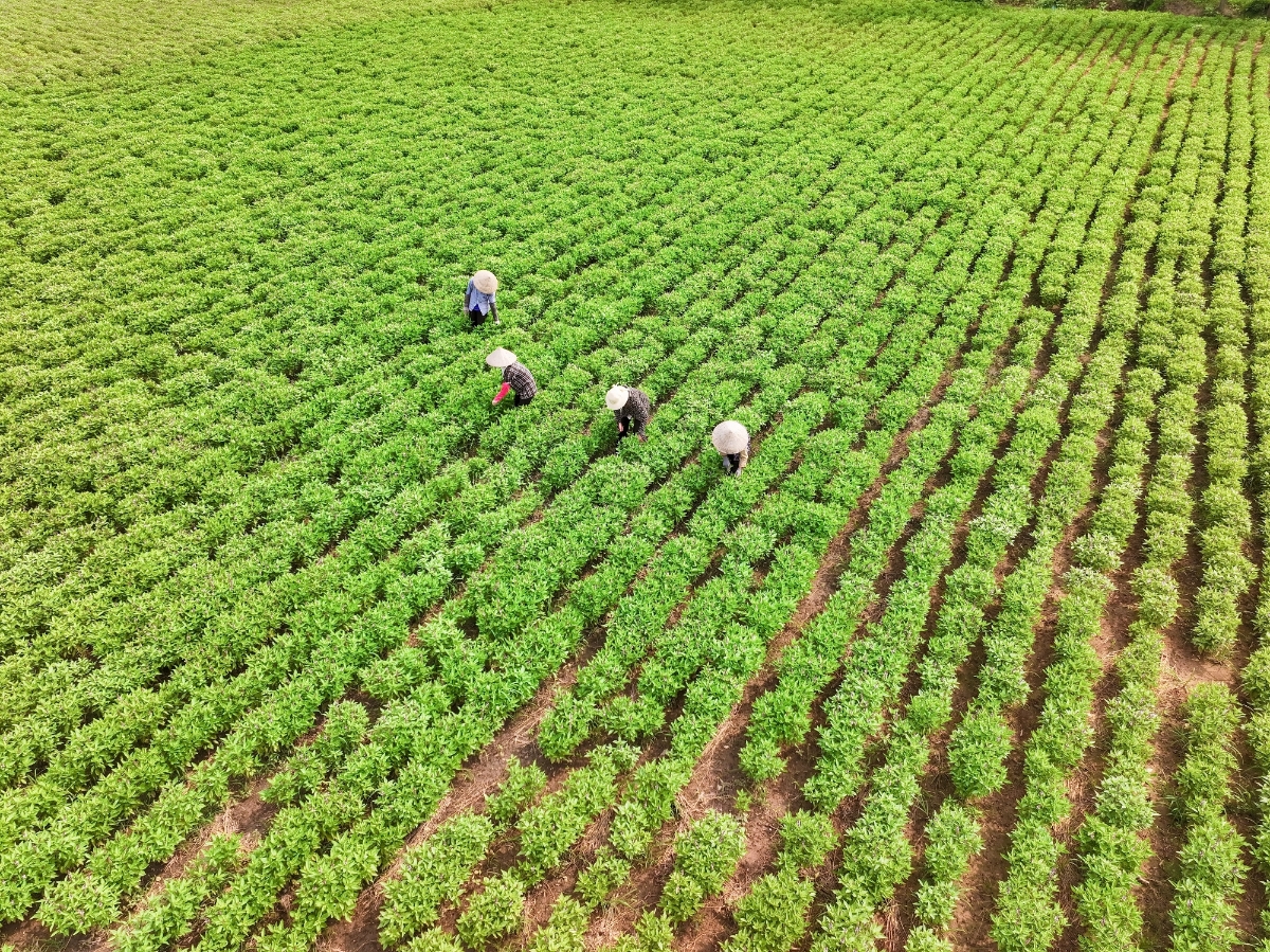 AIG liên kết với nông dân địa phương phát triển vùng nguyên liệu bền vững, ổn định sinh kế và nâng cao đời sống người dân nhiều địa phương.