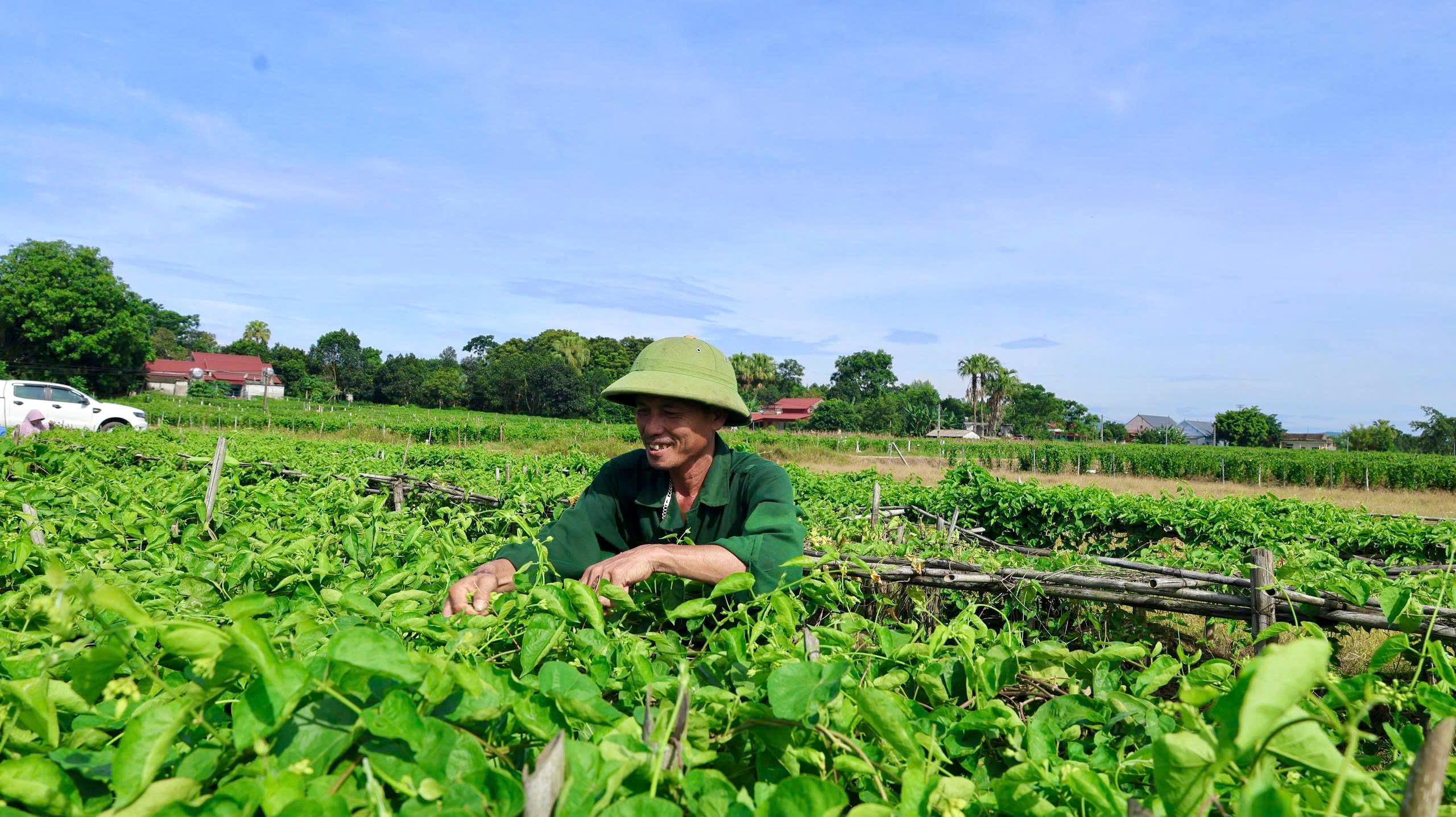 Gia đình ông Lê Duy Sáu trồng 10 sào hoa thiên lý, sản lượng gần 90 tấn/năm, thu nhập khoảng 200 triệu đồng.