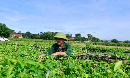 Gia đình ông Lê Duy Sáu trồng 10 sào hoa thiên lý, sản lượng gần 90 tấn/năm, thu nhập khoảng 200 triệu đồng.
