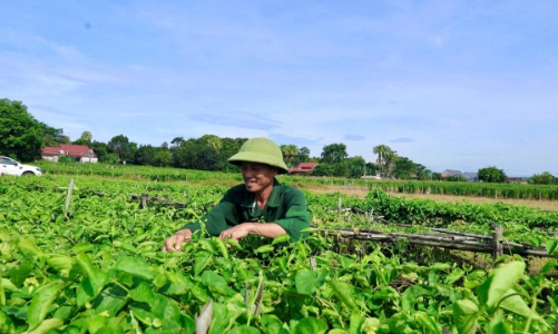 Chuyển đổi cây trồng: Hoa thiên lý mang lại 
