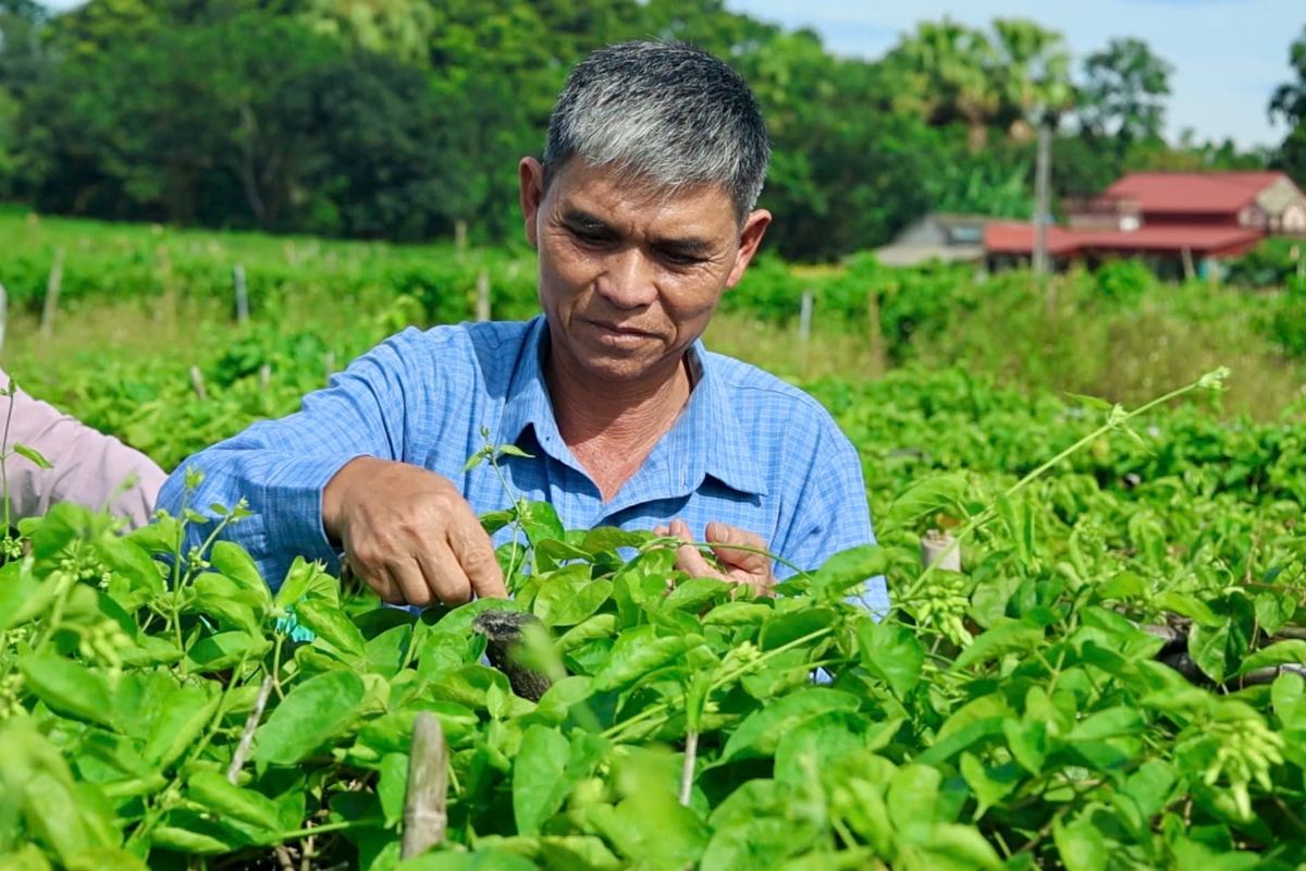 Ông Nguyễn Hữu Thủy, Giám đốc Hợp tác xã Dịch vụ Nông nghiệp Công Chính thăm vườn hoa thiên lý.