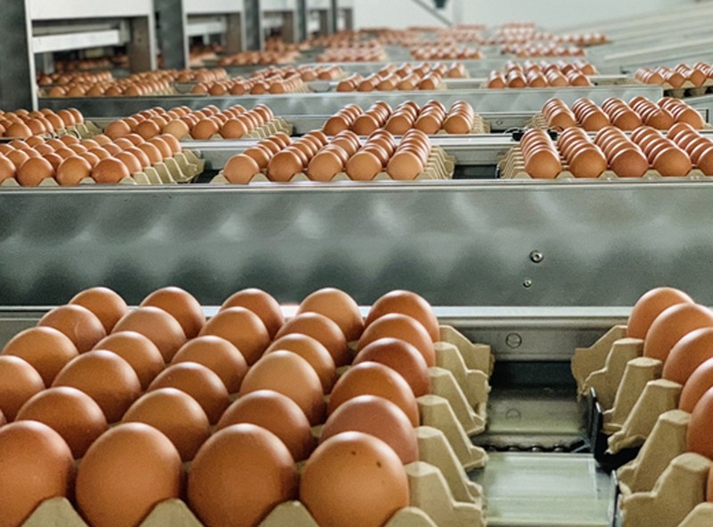 Cambodia is increasing its import of chicken eggs to meet strong domestic demand.