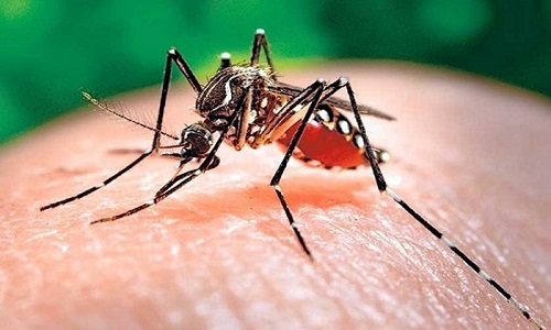 Thực hiện nhiều giải pháp để phòng bệnh Chikungunya. Ảnh minh họa.