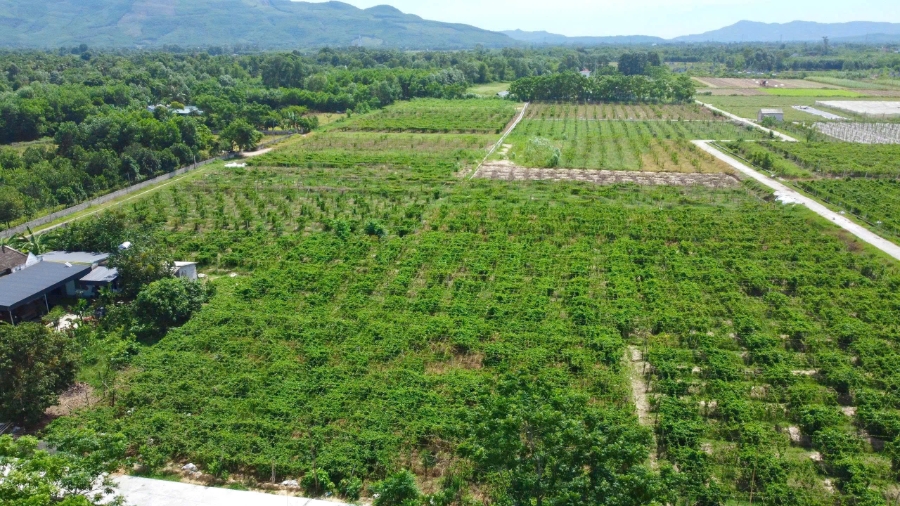 Cánh đồng hoa thiên lý tại thôn Yên Bình, xã Công Chính.