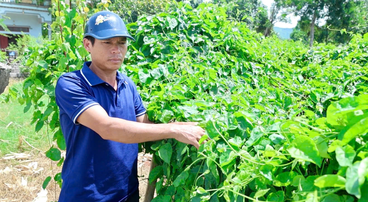 Cây hoa thiên lý mang lại thu nhập hàng trăm triệu đồng mỗi năm cho gia đình anh Diện.