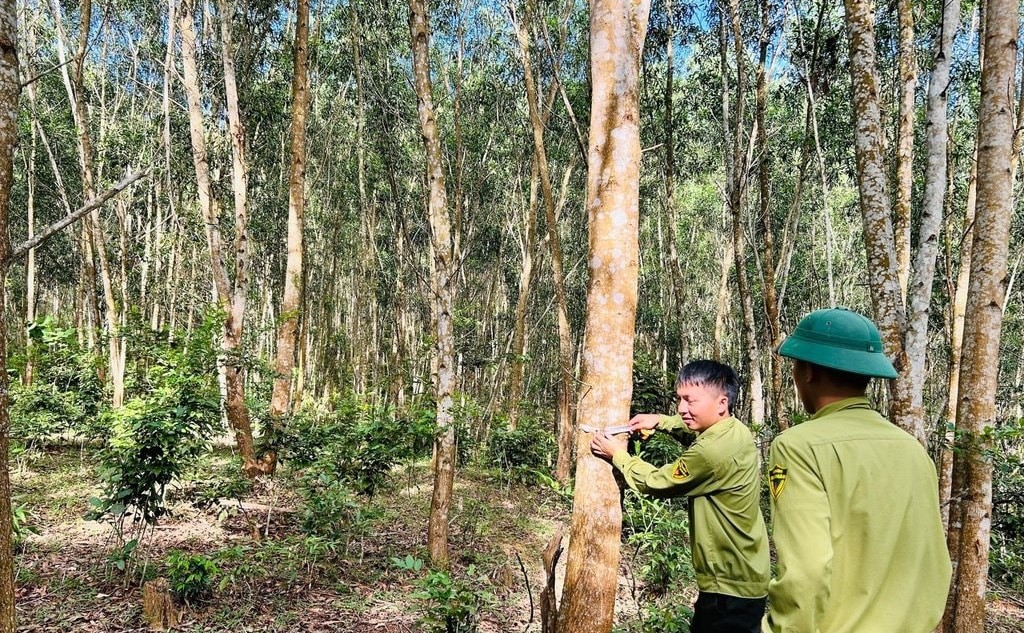 Cánh rừng gỗ lớn tại Lâm trường Quỳ Châu (Nghệ An). Ảnh: Văn Trường