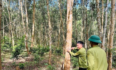 Rừng gỗ lớn giúp Nghệ An nâng giá trị kinh tế, sản lượng khai thác tăng 20%/năm
