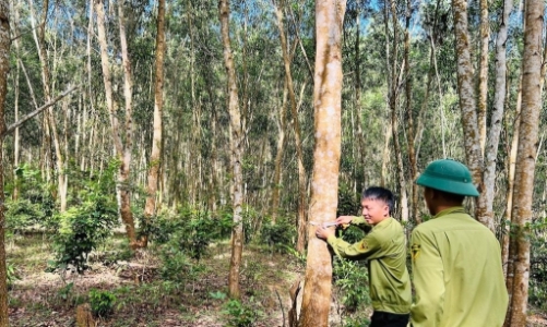 Rừng gỗ lớn giúp Nghệ An nâng giá trị kinh tế, sản lượng khai thác tăng 20%/năm