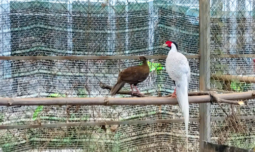 Sự việc “Gà lôi trắng” và sự “tréo ngoe” của các văn bản pháp luật