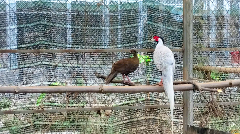 Gà lôi trắng hiện được xếp vào nhóm IIB.