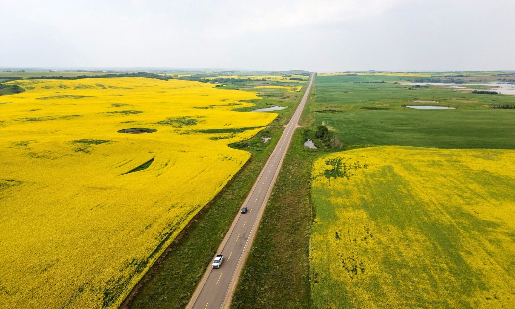 Một cánh đồng cải dầu ở Saskatchewan,Canada - Ảnh: Reuters