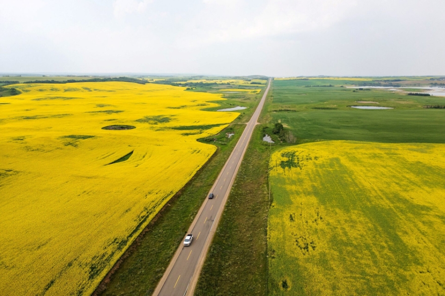 Một cánh đồng cải dầu ở Saskatchewan,Canada - Ảnh: Reuters