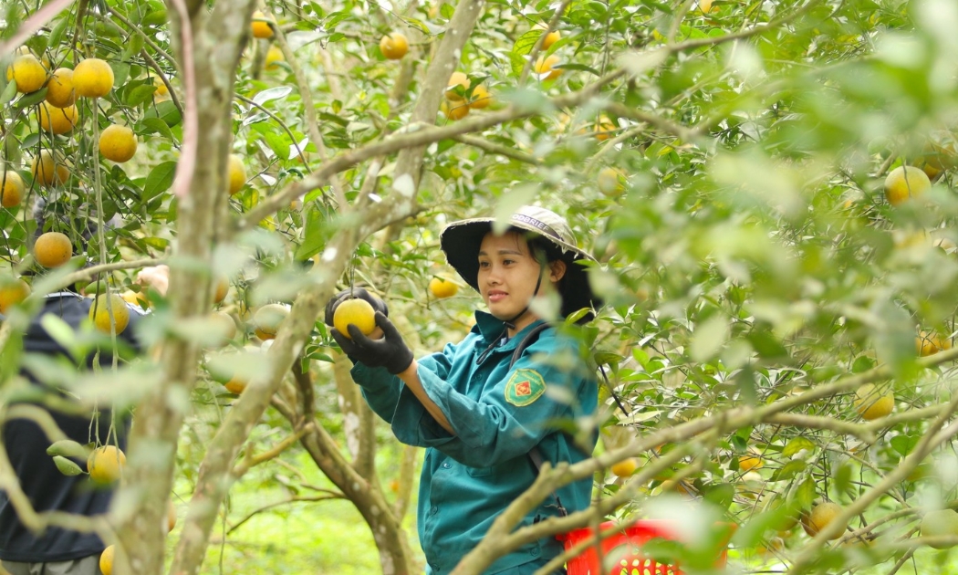 Vùng trồng cam tại xã Quang Đồng, Nghệ An. Ảnh: Ngọc Tú