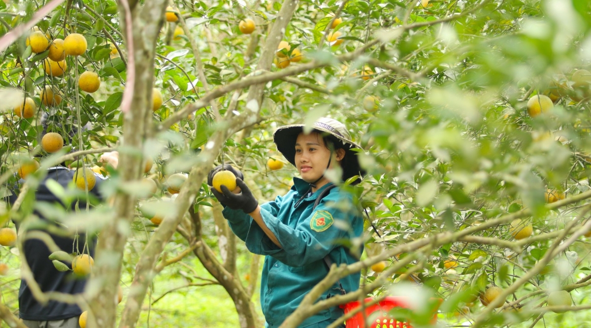 Vùng trồng cam tại xã Quang Đồng, Nghệ An. Ảnh: Ngọc Tú