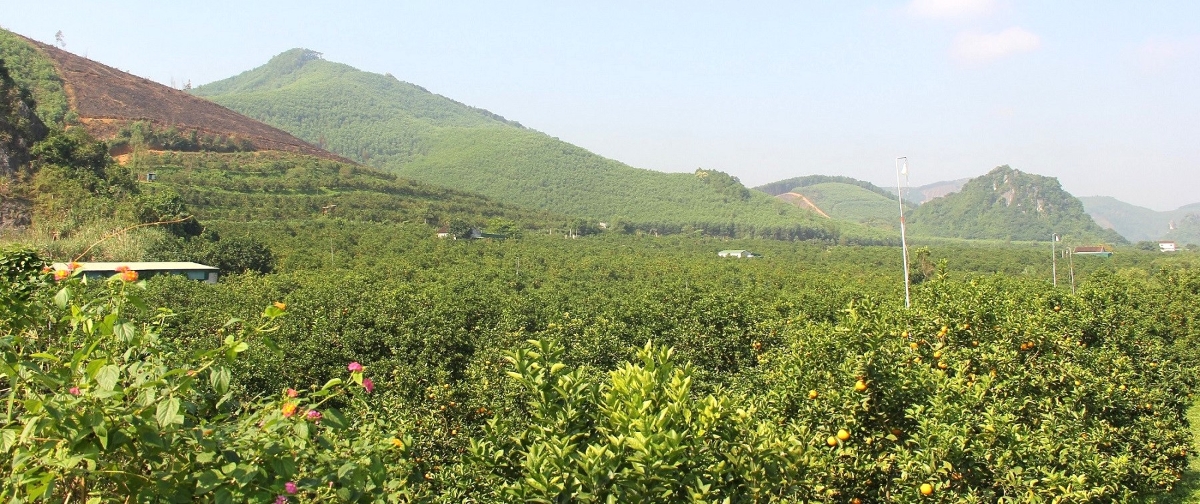 Những vườn cam tại xã Quang Đồng, Nghệ An