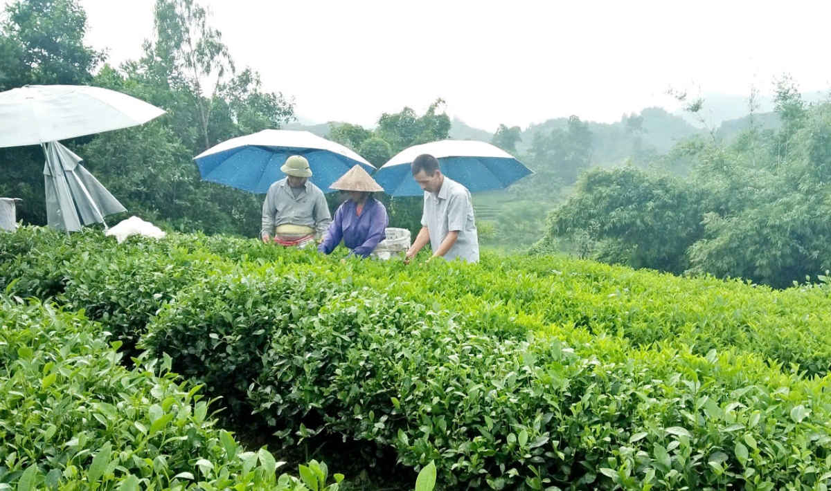Người dân được vay vốn tạo việc làm, góp phần phát triển kinh tế gia đình, tạo thu nhập ổn định. Ảnh: Thu Hằng.