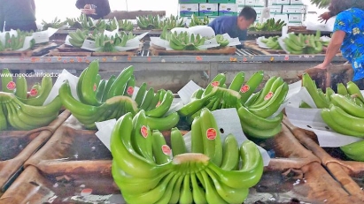 Vietnam's bananas dominate China, eyeing $1 bln club