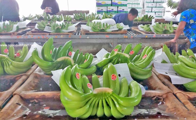 Vietnam's bananas dominate China, eyeing $1 bln club