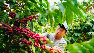 Coffee exports forecast to hit new record