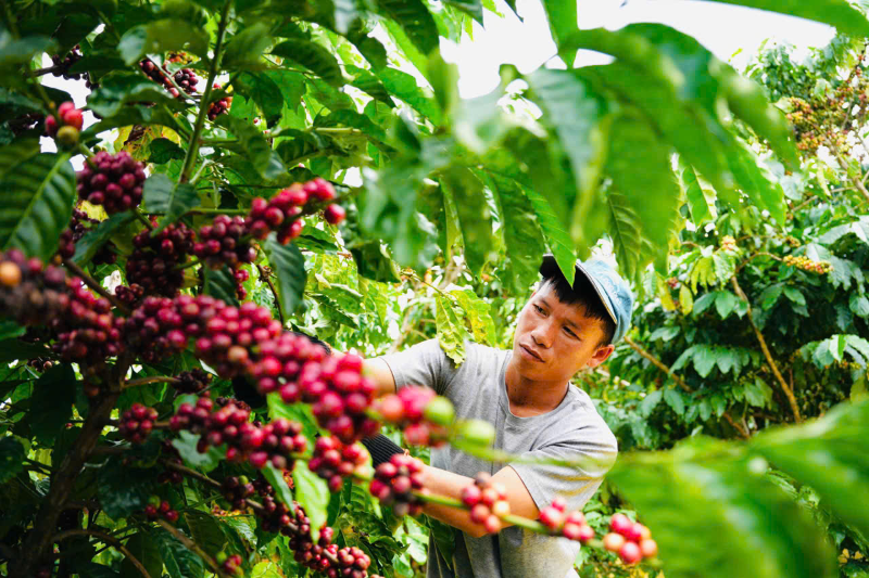 Coffee exports forecast to hit new record