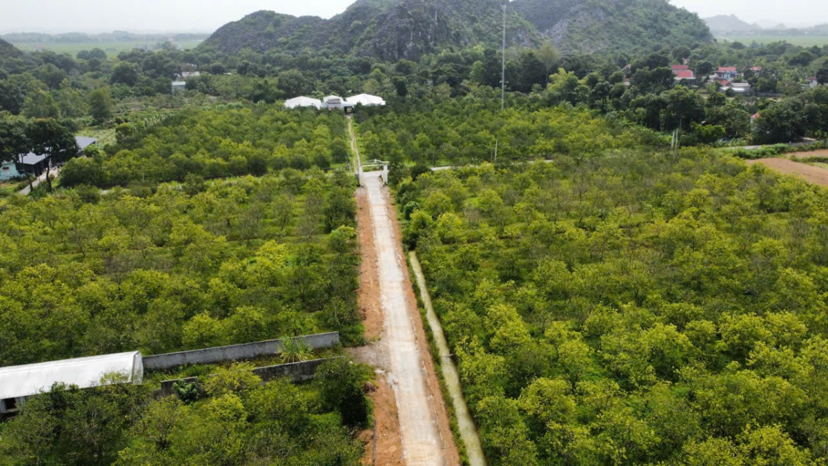 Nông trại bưởi diễn hữu cơ của gia đình anh Khải.