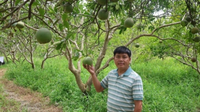 Thanh Hóa: Từ bờ ruộng hoang thành nông trại bưởi diễn hữu cơ đầu tiên
