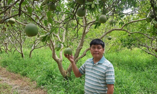 Thanh Hóa: Từ bờ ruộng hoang thành nông trại bưởi diễn hữu cơ đầu tiên