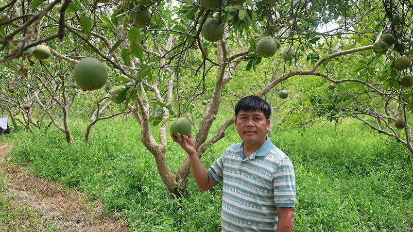 Mỗi tháng nông trại của gia đình anh Khải bán ra hơn 1.000 đơn hàng sản phẩm bưởi diễn hữu cơ. 