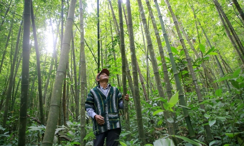 Thanh Hóa phát triển sản phẩm tre luồng thành 