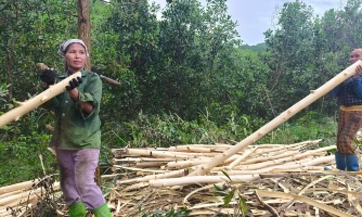 Cần chính sách sinh kế kịp thời, bền vững để người dân không "đốn" keo non bán do giá cao