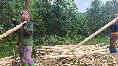 Cần chính sách sinh kế kịp thời, bền vững để người dân không "đốn" keo non bán do giá cao