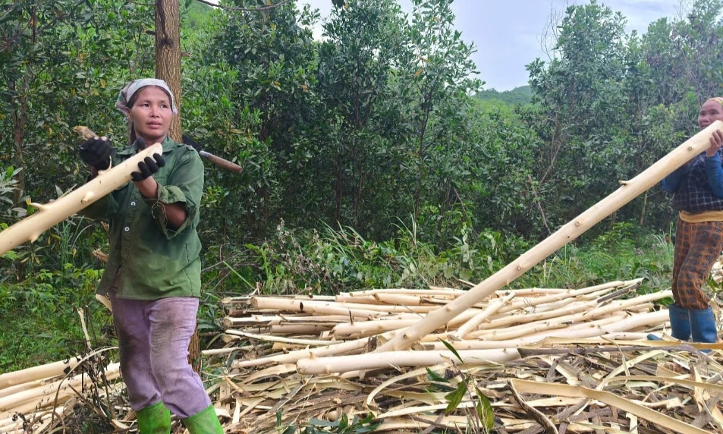 Gia đình chị Hà Thị Thu, xã Thanh Kỳ, thu hoạch 4ha keo mới 3 năm tuổi.