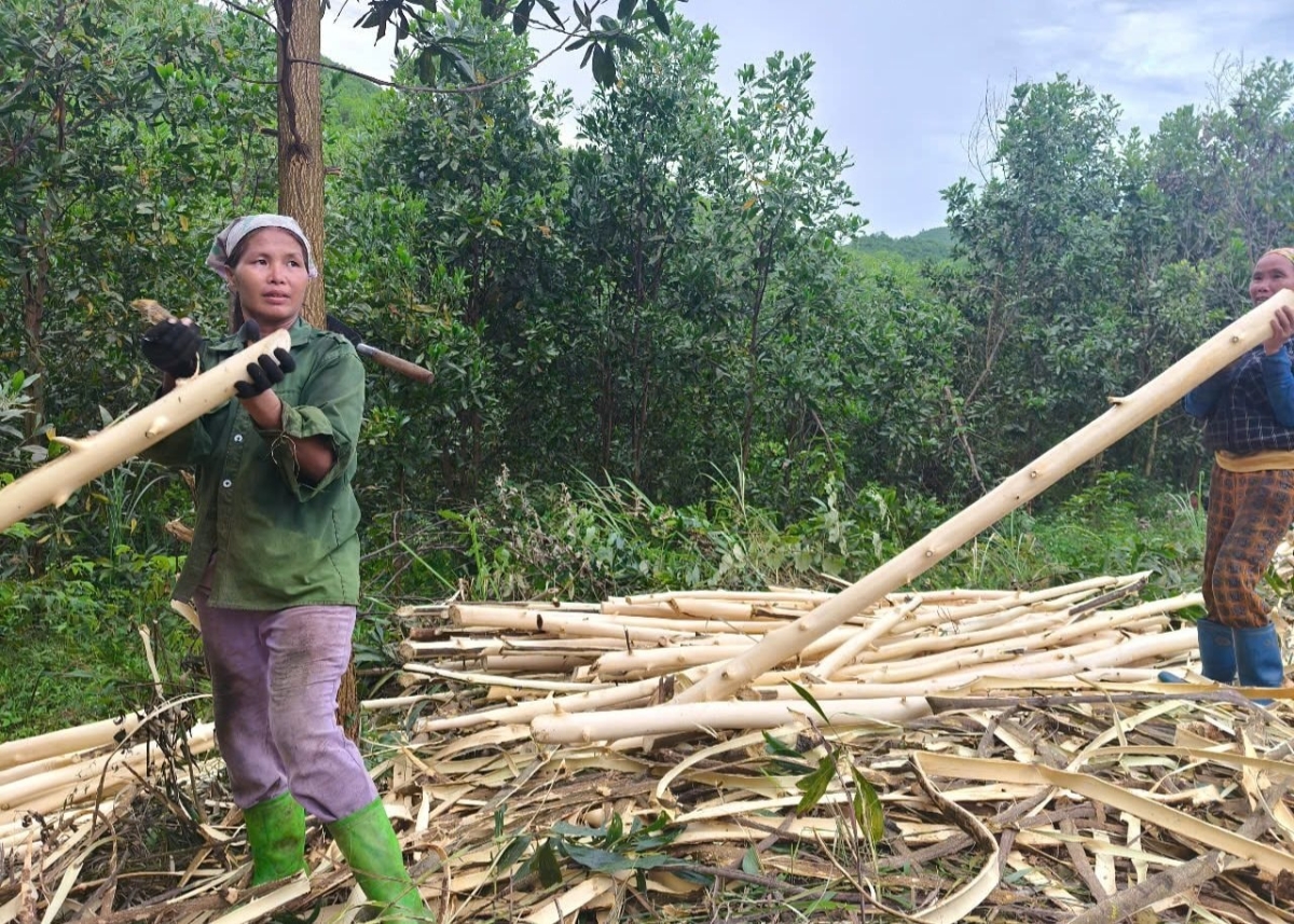 Gia đình chị Hà Thị Thu, xã Thanh Kỳ, thu hoạch 4ha keo mới 3 năm tuổi.