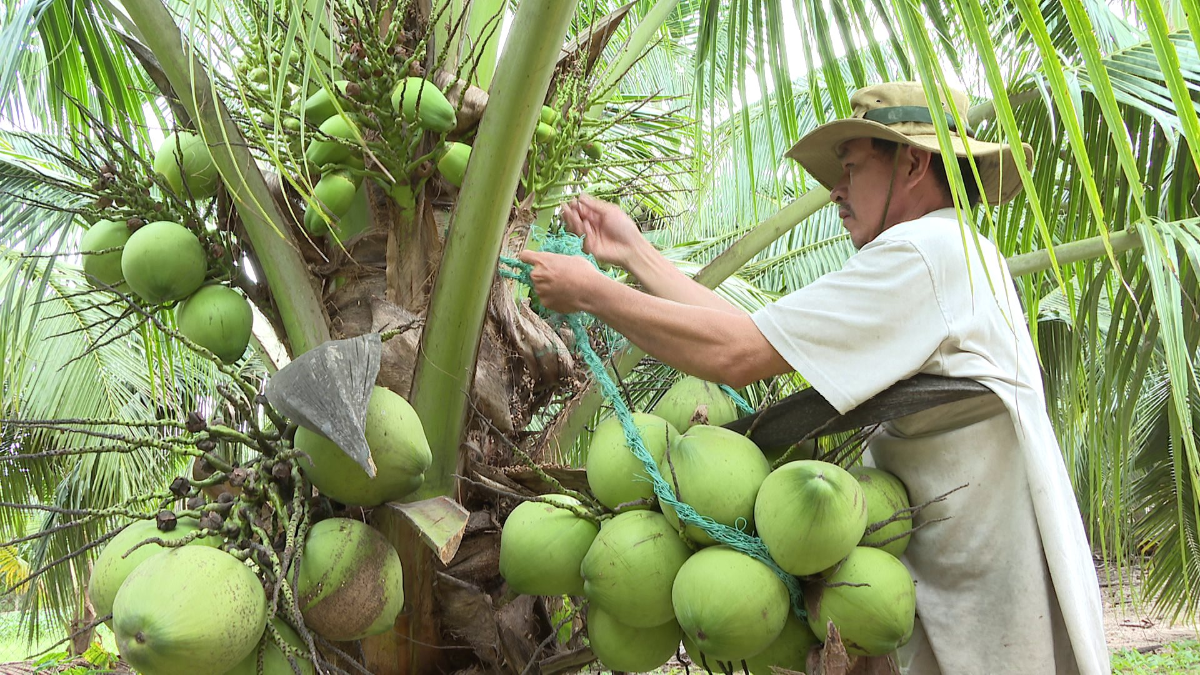 Dừa xiêm Việt Nam được các hệ thống bán lẻ Trung Quốc tìm kiếm.