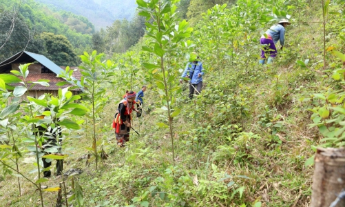 Nhiều cộng đồng vùng biên Nghệ An được hưởng lợi từ chi trả giảm phát thải