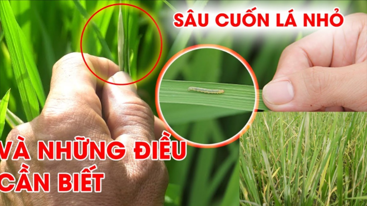 Hiện nay, sâu cuốn lá nhỏ xuất hiện với mật độ cao bất thường trên nhiều diện tích lúa tại Ninh Bình