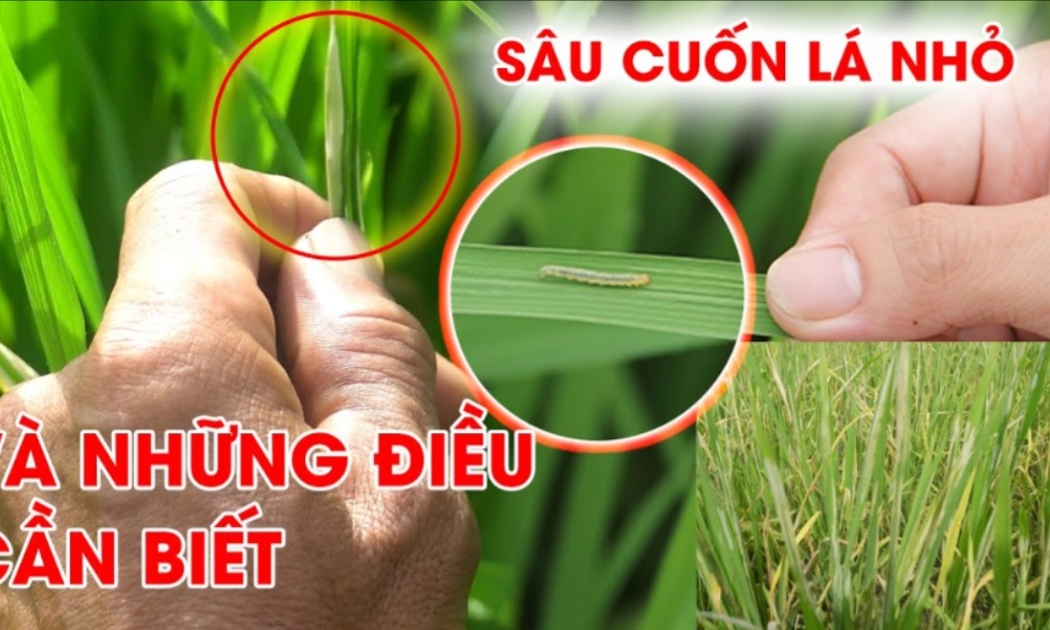 Hiện nay, sâu cuốn lá nhỏ xuất hiện với mật độ cao bất thường trên nhiều diện tích lúa tại Ninh Bình